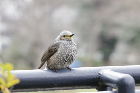 シジュウカラ
